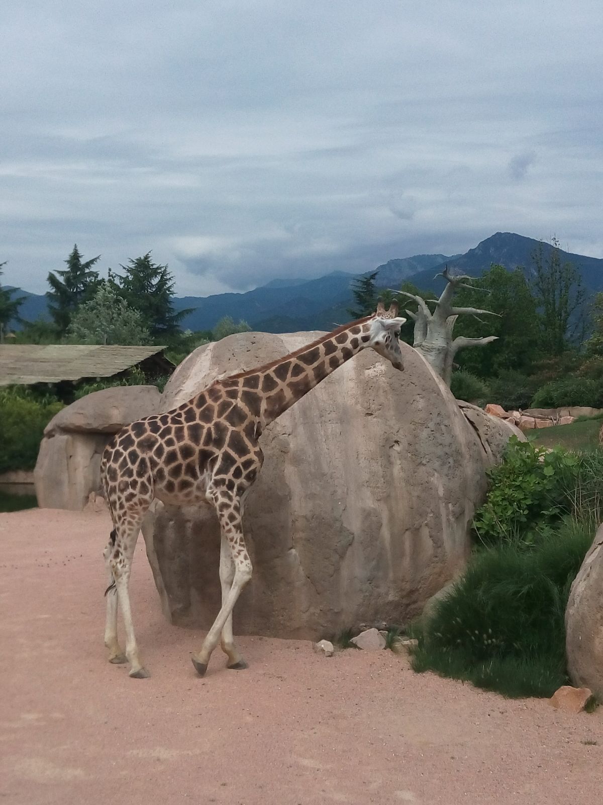 Boulder con giraffa